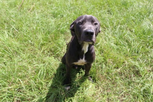 Photo of Lexington, adoptable Great Dane in Jackson, Mississippi