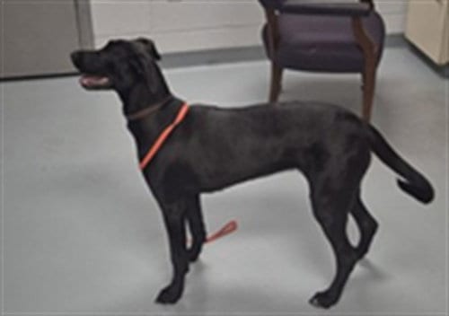 Photo of Magnolia, adoptable Labrador Retriever in St. Cloud, Florida