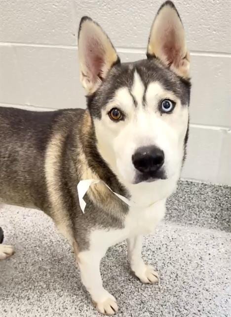 Photo of Senior Siberian Husky mix, adoptable Siberian Husky mix in Houston, Texas