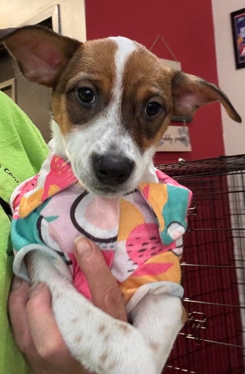 Photo of Freddy FH, adoptable Jack Russell Terrier in Sanford, Florida