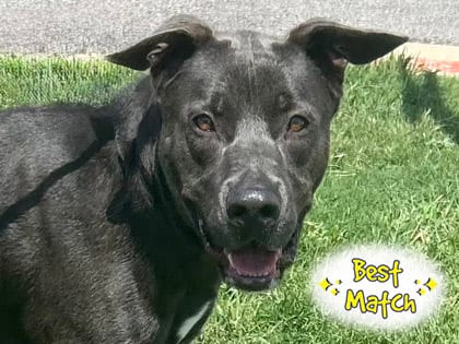 Photo of Smokey Bear, adoptable dog in Georgetown, Texas