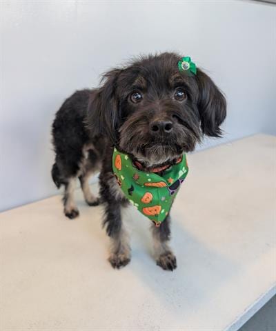 Photo of Sally Skellington, adoptable Yorkshire Terrier Yorkie in San Martin, California