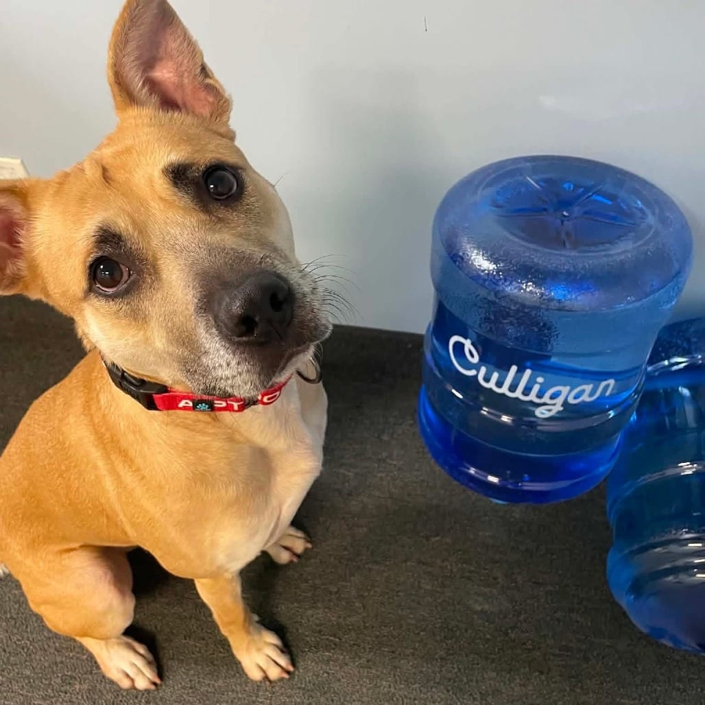 Photo of Culligan D12201, adoptable Terrier, Pit Bull / Retriever, Labrador in Princeton area, Minnesota
