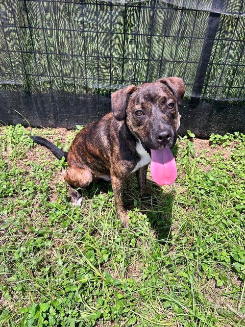 Photo of Jake, adoptable Terrier in Abbeville, Louisiana