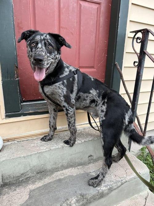 Photo of Echo Blaze, adoptable Australian Shepherd in New Orleans, Louisiana
