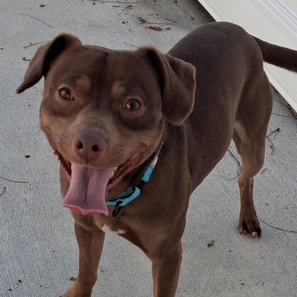 Photo of Browen, adoptable Mixed Breed (Small)