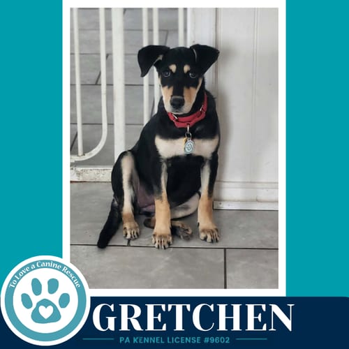 Photo of Gretchen (Prost Pups) 100326, adoptable German Shepherd Dog in Kimberton, Pennsylvania