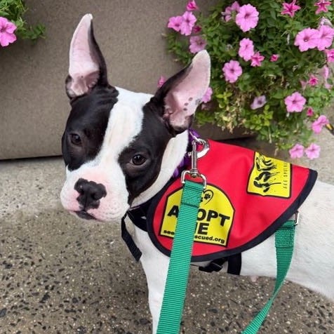 Photo of Jolene, adoptable Terrier, Boston / Mixed Breed (Medium) in Jersey City, New Jersey