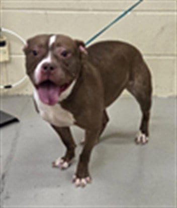 Photo of Xena, adoptable Bulldog in Sanford, Florida