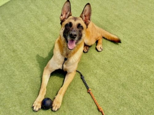 Photo of Star, adoptable Belgian Shepherd Malinois in Los Angeles, California