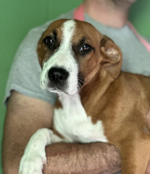Photo of Bonfire available 10/24, adoptable Labrador Retriever in Elmsford, New York