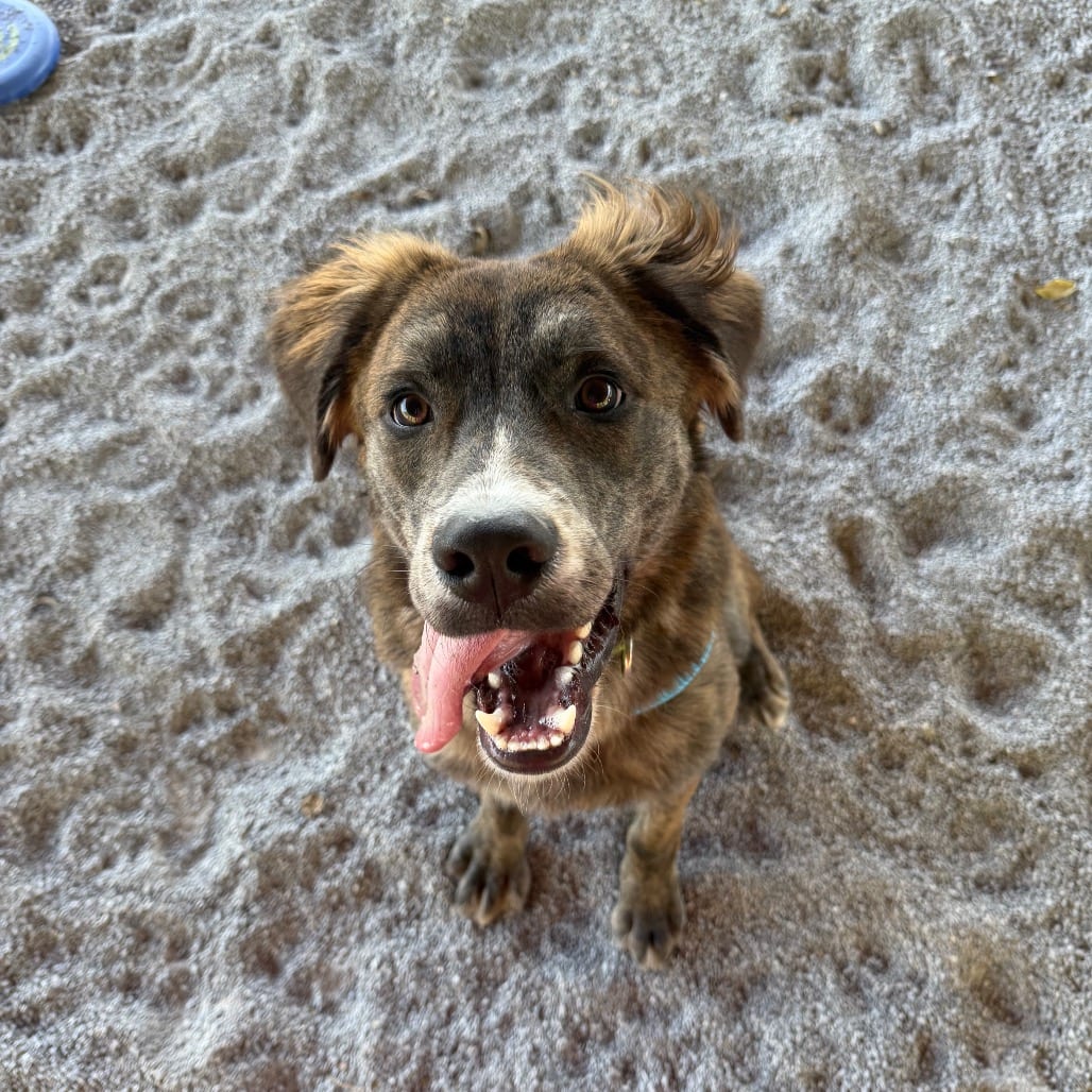 Photo of Newt, adoptable Mixed Breed (Medium) in Staunton, Virginia