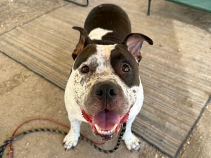 Photo of Otis, adoptable dog in Georgetown, Texas