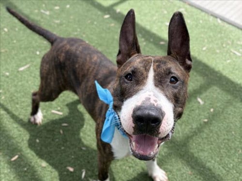 Photo of Topo, adoptable Bull Terrier in San Pedro, California