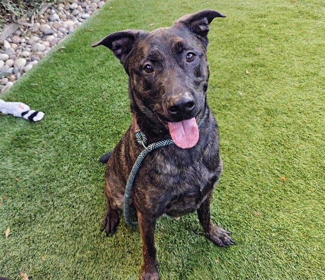 Photo of Cooper, adoptable Labrador Retriever in San José, California