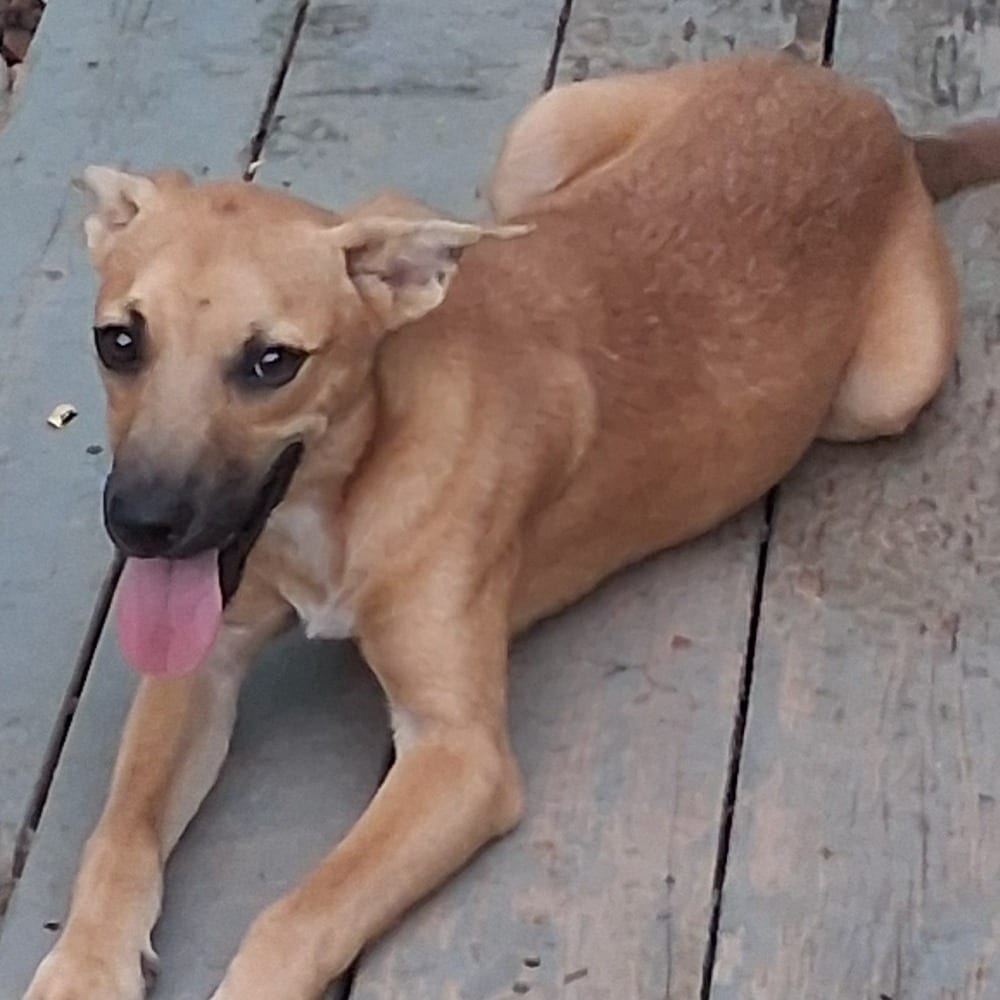 Photo of Side Kick, adoptable Shepherd / Mix in Spartanburg, South Carolina
