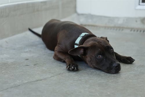 Photo of Big Mama, adoptable American Pit Bull Terrier in Ocala, Florida