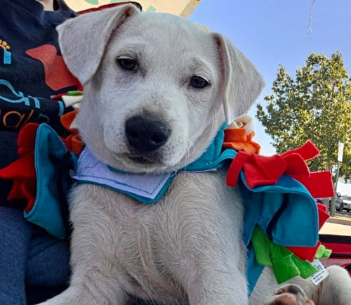Photo of Mickey, adoptable Terrier in Plainfield, Illinois