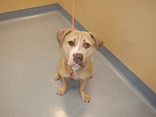 Photo of Pumpkin, adoptable Pit Bull Terrier in San Jose, California
