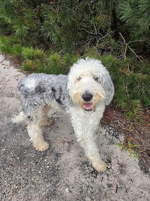 Photo of Finn, adoptable Old English Sheepdog in Manahawkin, New Jersey