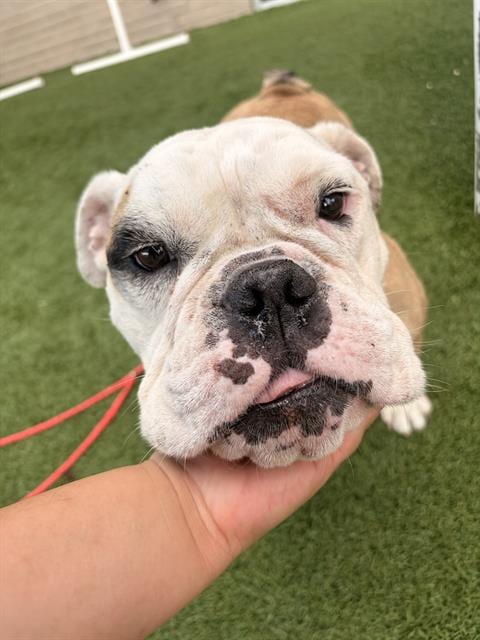 Photo of Princess, adoptable Bulldog in Dallas, Texas