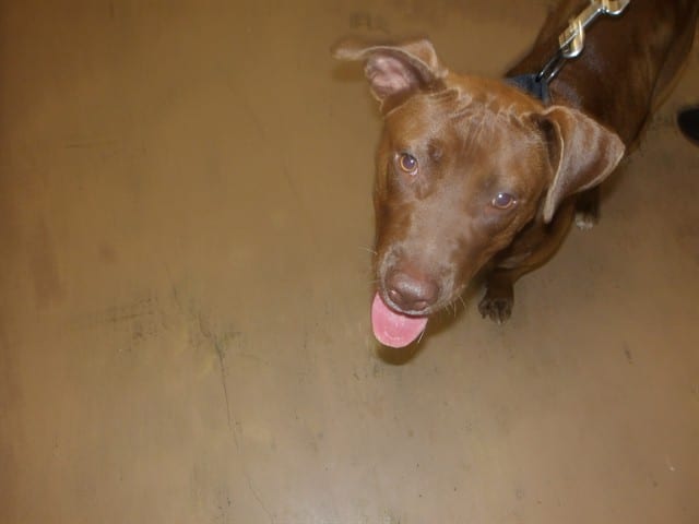 Photo of Coco, adoptable American Pit Bull Terrier in Chicago, Illinois