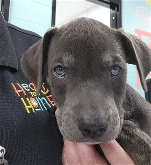 Photo of Milo, adoptable Rottweiler in Temple, Texas