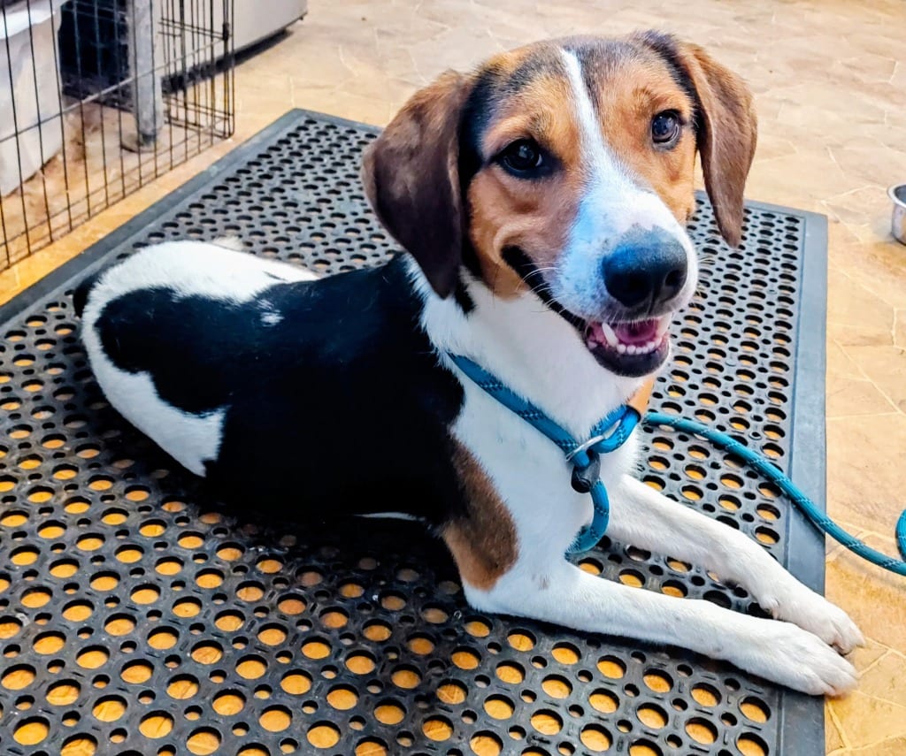 Photo of Snoopy, adoptable Beagle in Mena, Arkansas
