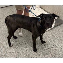 Photo of Bellatrix, adoptable Mixed Breed (Medium) in Kansas City, Missouri