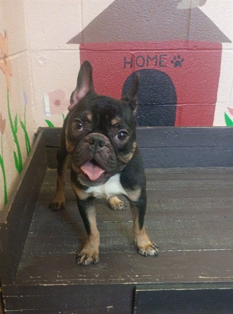 Photo of Uruka, adoptable French Bulldog in Castaic, California