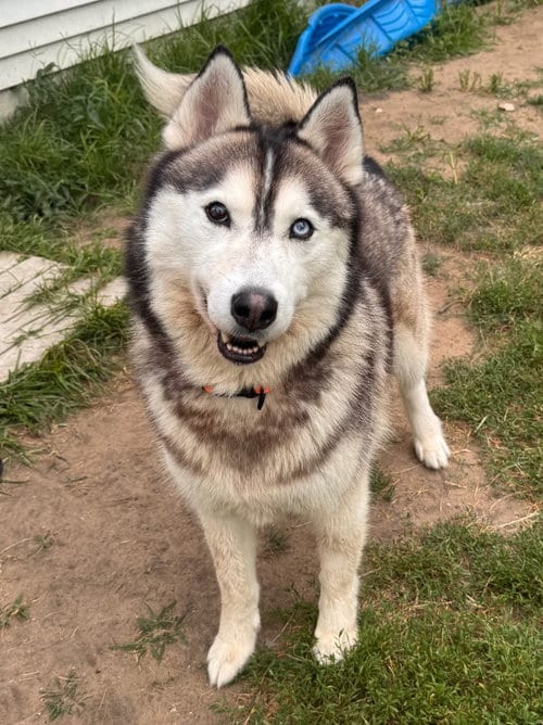Photo of Falcon, adoptable Husky in Muskegon, Michigan