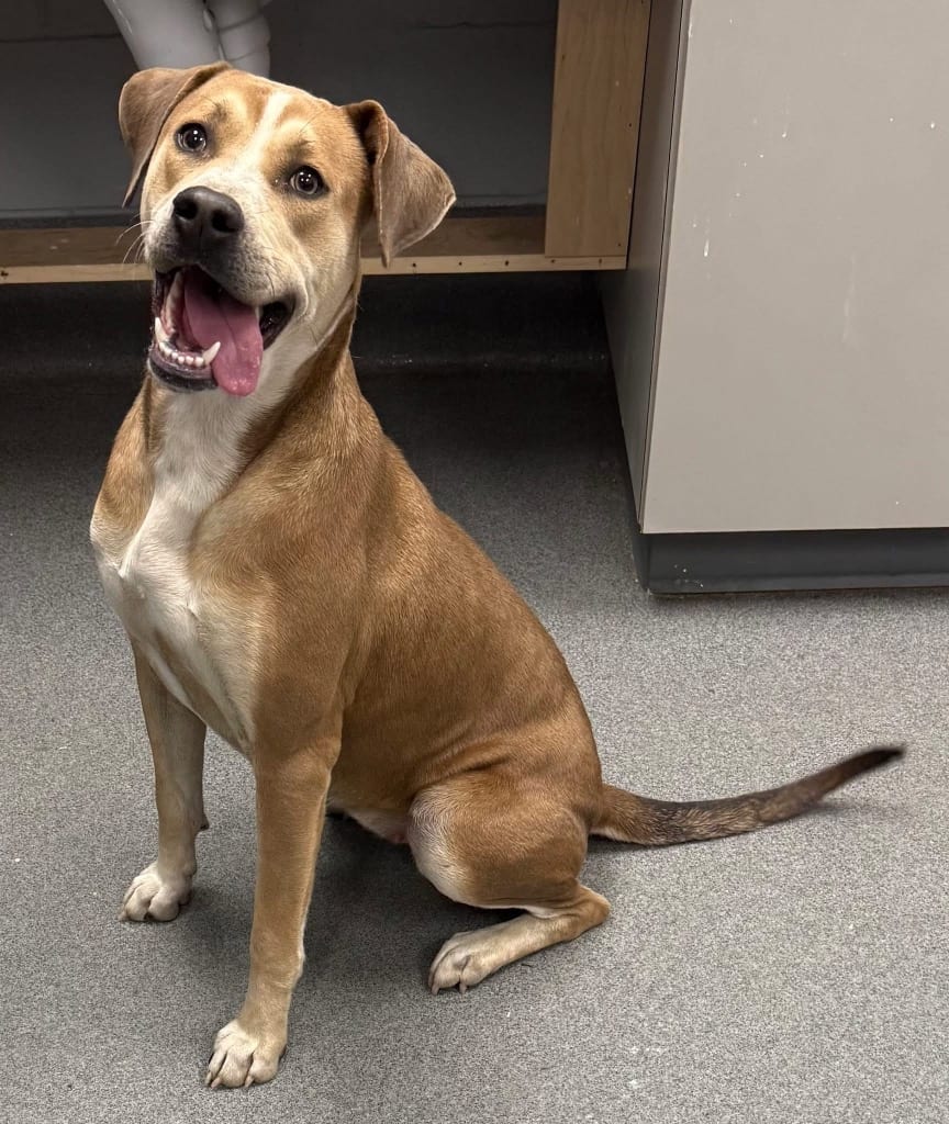 Photo of Aurora, adoptable Terrier in Chelmsford, Massachusetts
