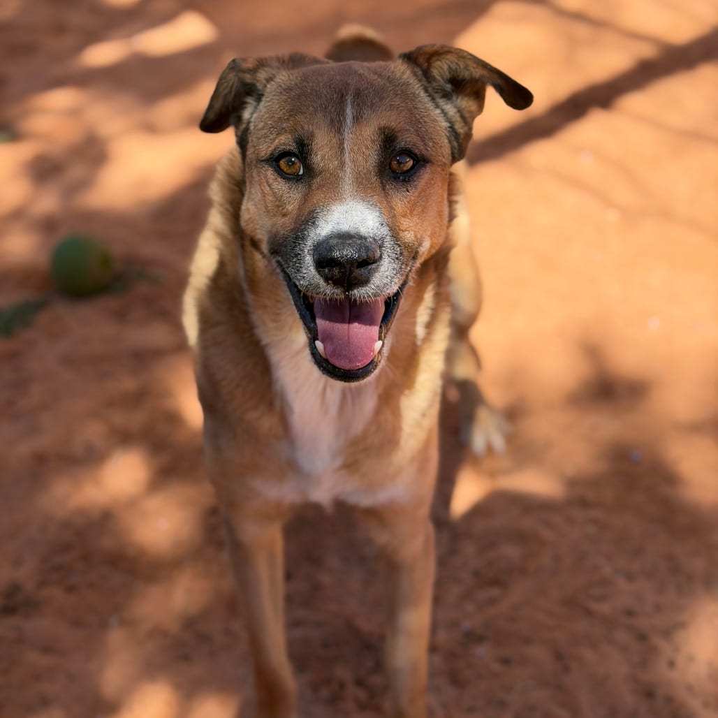 Photo of Mateo, adoptable Shepherd / Mix in Kanab, Utah