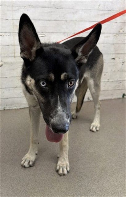 Photo of Calliope, adoptable Siberian Husky in San Bernardino, California