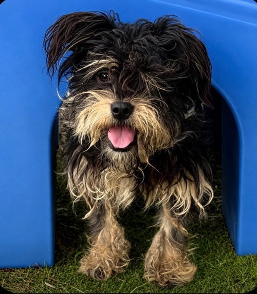 Photo of Frieze, adoptable Maltese in San Diego, California