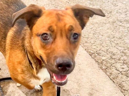 Photo of Peach, adoptable dog in Georgetown, Texas