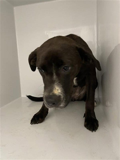 Photo of A663471, adoptable Pit Bull Terrier in Houston, Texas
