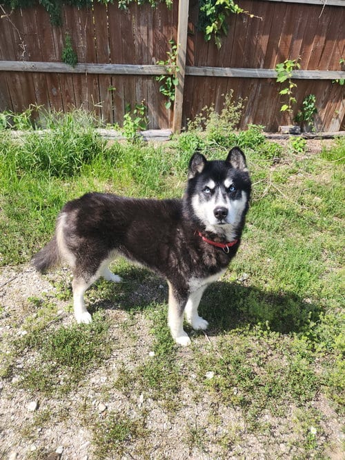Photo of Tallon, adoptable Husky in Evansville, Indiana