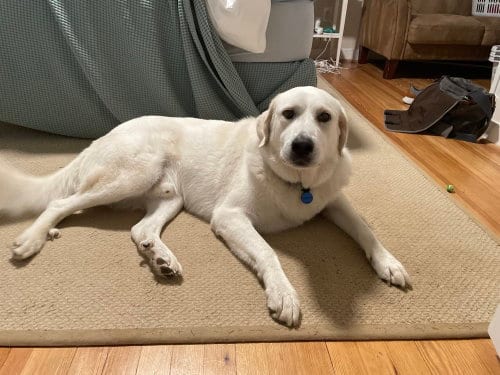 Photo of Burrito, adoptable Great Pyrenees in Greenbelt, Maryland