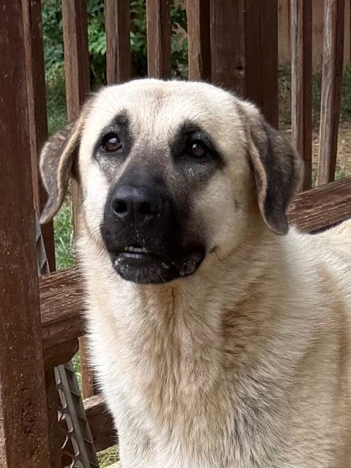 Photo of Luna, adoptable Anatolian Shepherd in Wetumpka, Alabama