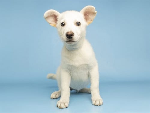 Photo of Yeti, adoptable Siberian Husky in Phoenix, Arizona