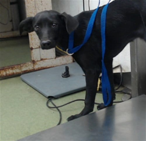 Photo of Bailey, adoptable Chihuahua in San Bernardino, California