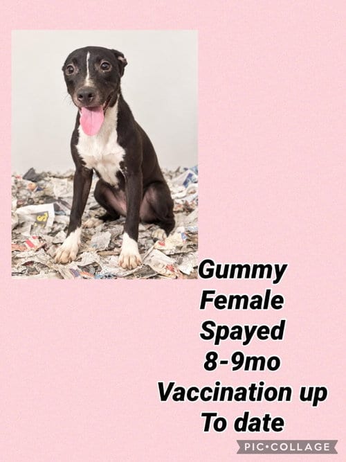 Photo of Gummy, adoptable Whippet in Virginia Beach, Virginia