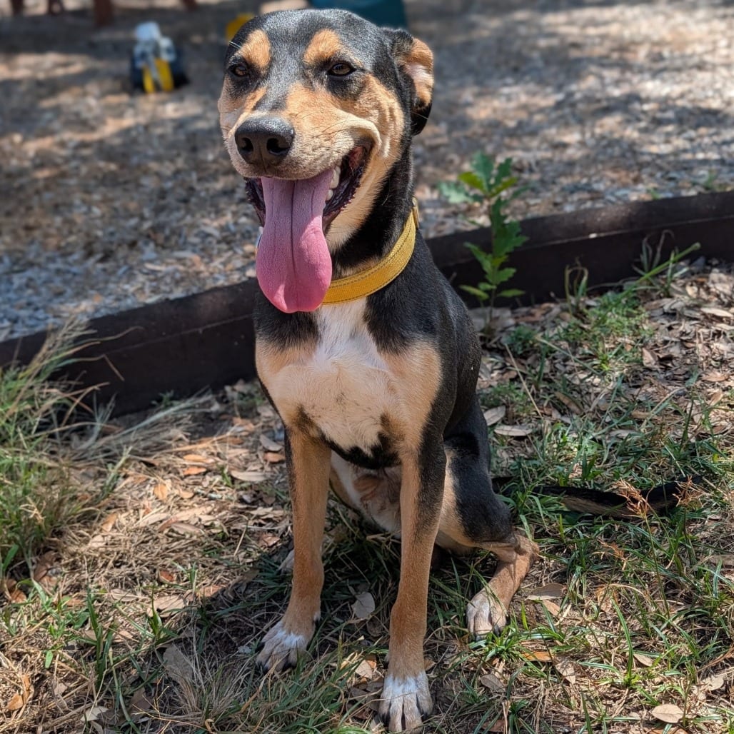 Photo of Big Cowboy, adoptable Shepherd / Mix in San Antonio, Texas