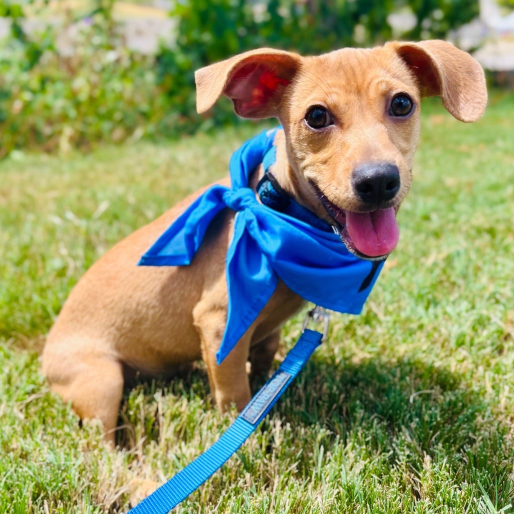 Photo of Gill 26-07-137, adoptable Chihuahua / Mixed Breed (Small) in Bastrop, Texas