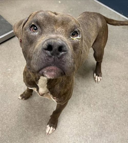 Photo of Bates, adoptable Pit Bull Terrier in HESPERIA, California