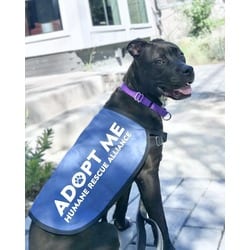 Photo of Snack Cakes, adoptable American Pit Bull Terrier in Washington, District of Columbia