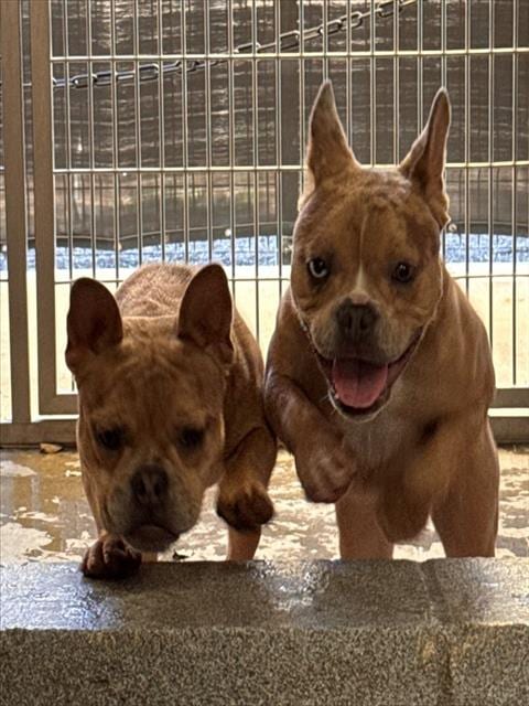 Photo of Catalina, adoptable French Bulldog in Orange, California