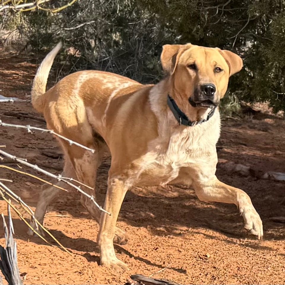 Photo of Mantis, adoptable Shepherd, German / Hound in Kanab, Utah