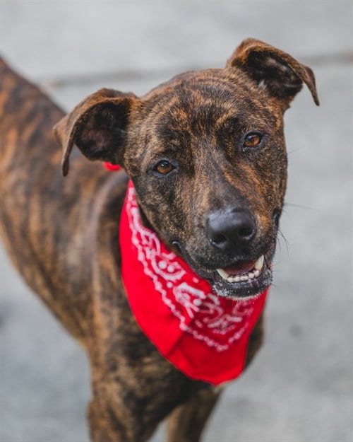 Photo of Twix, adoptable Labrador Retriever in Miami, Florida